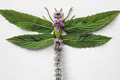 WGardenaƽVO(sh)Ӌ(j)ļ